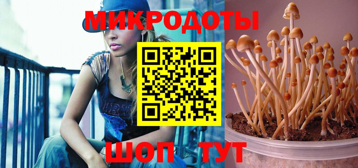 Зеленогорск  Галлюциногенные грибы Psilocybine cubensis  Вход с VPN 